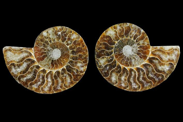 Agate Replaced Ammonite Fossil - Madagascar #145828